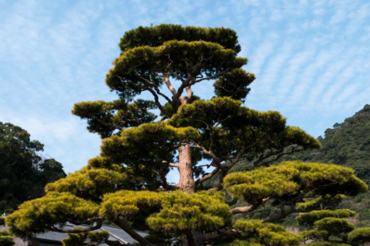 仙巌園（磯庭園）