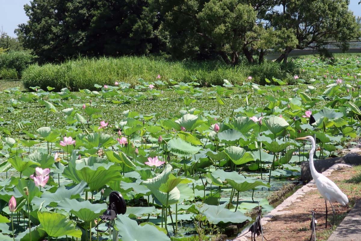 Lake Hyoko Zekkei Japan