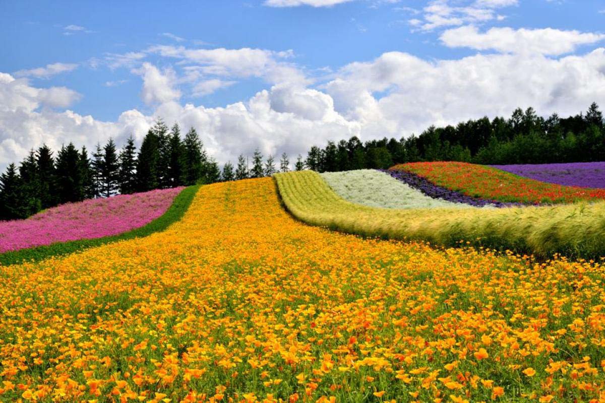 ★美瑛・富田ファームの花畑・肉筆油彩画・F6 ☆美瑛・富田ファームの花畑・谷村一男肉筆油彩画・F6 絵画