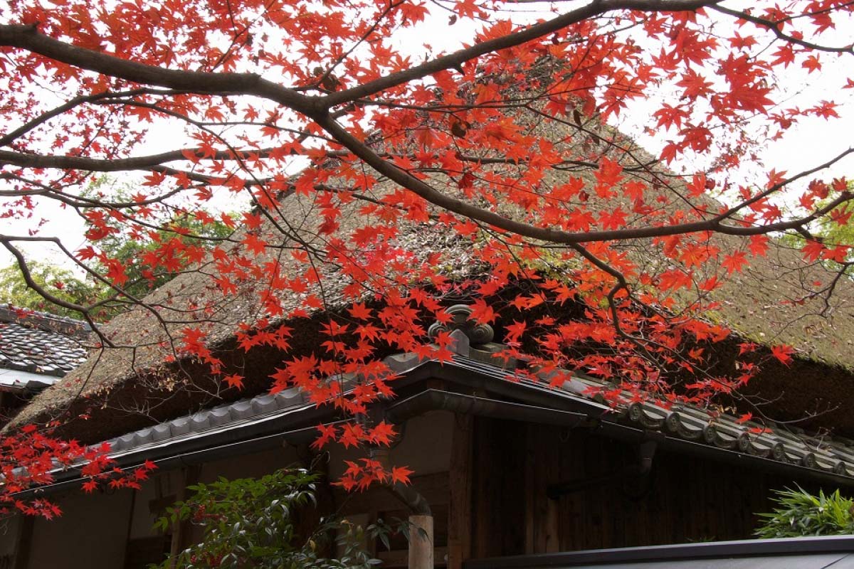 直指庵的景点资讯|绝景日本