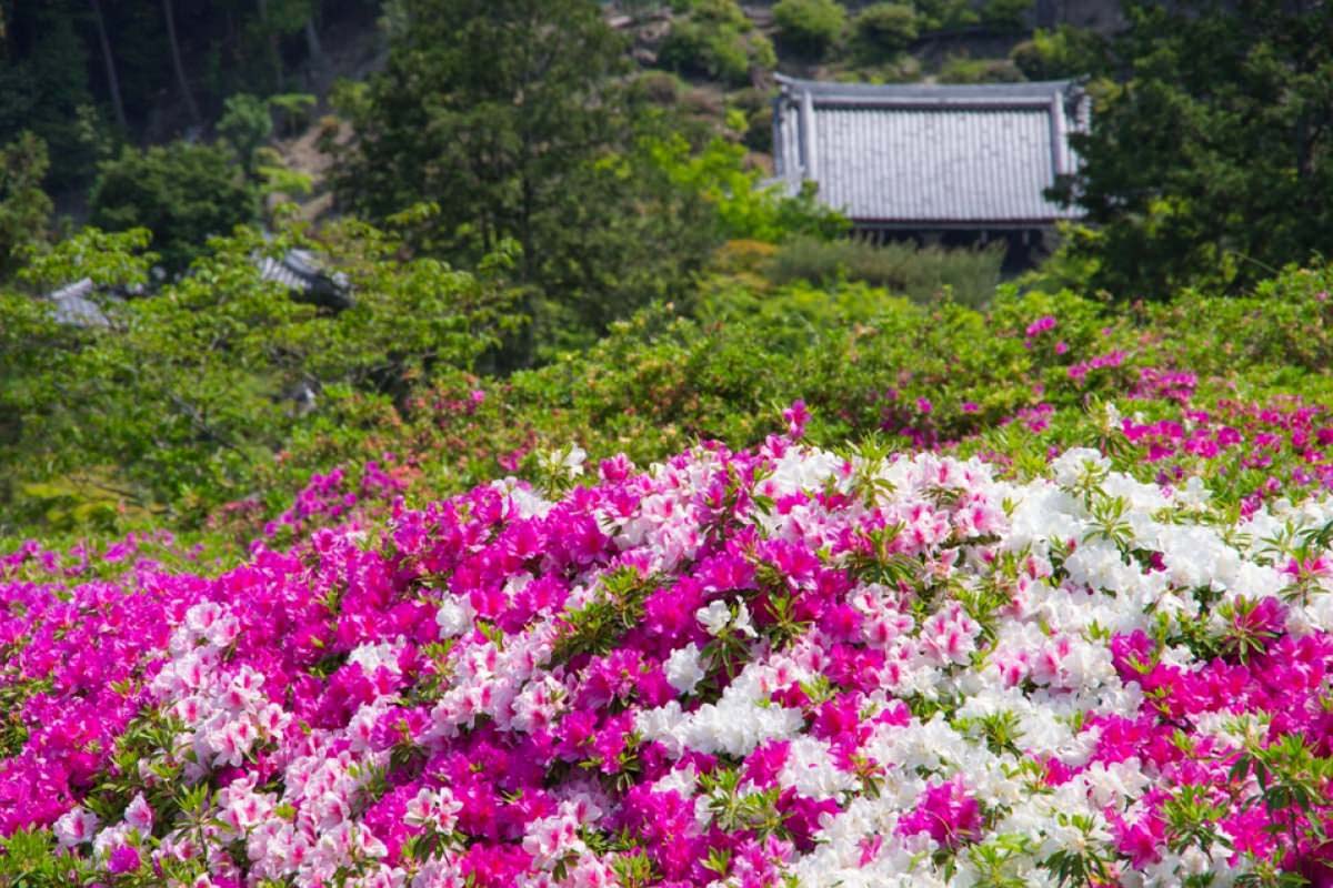 三室戸寺の絶景 Zekkei Japan