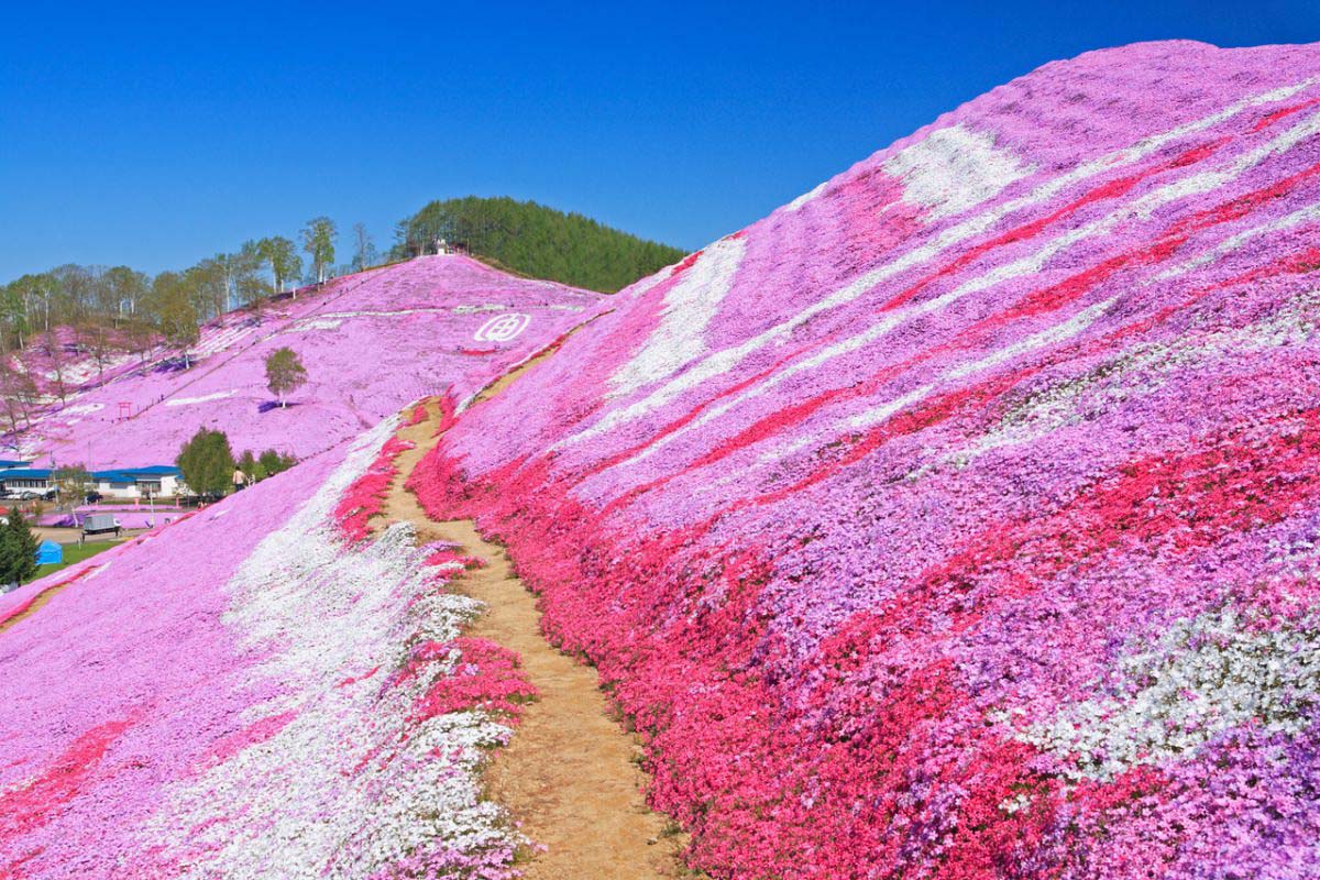 東藻琴芝桜公園の絶景｜ZEKKEI Japan