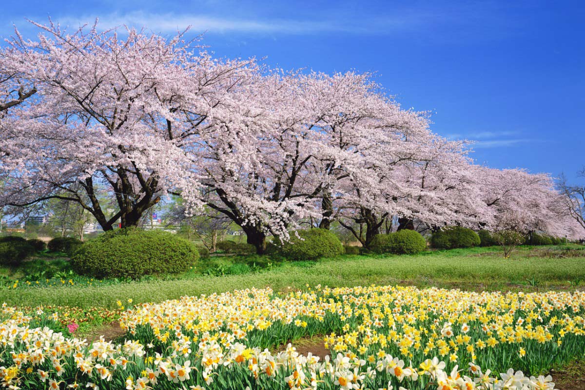 北上展勝地桜見頃: 北上展勝地 さくら – YNVHU