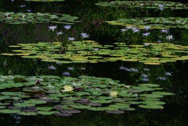 莫內之庭的景點資訊 絕景日本