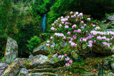 裏見瀑布自然花苑的景點資訊 絕景日本