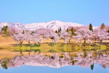 松ヶ峯の桜