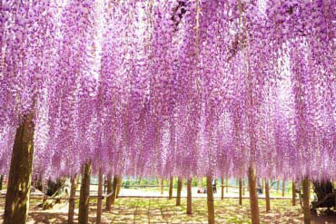 河内藤園の絶景 Zekkei Japan