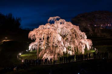 三春滝桜