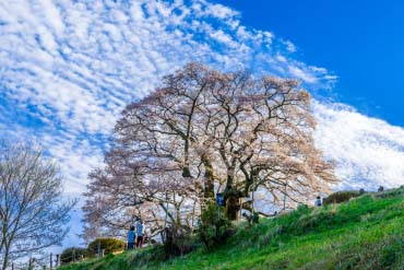 Daigo Zakura(cherry)