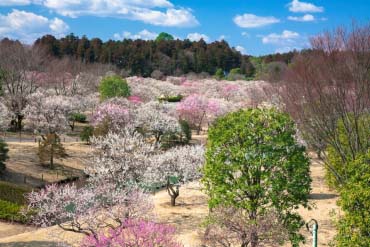 花貫渓谷周辺の絶景リスト｜ZEKKEI Japan (2/2)