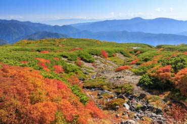 norikura skyline 50束 稲藁 完全無農薬 Mt. Norikura