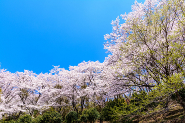 桜山公園