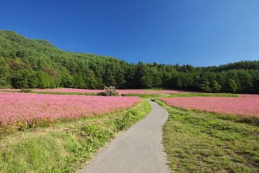 赤そばの里