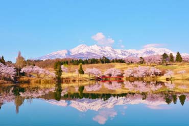 松ヶ峯の桜