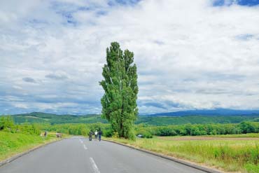 ビーチボール Ken&Mary Beautiful Nature Skyline Ken and Mary's Tree