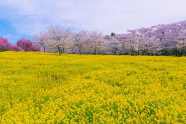 Search Scenic Spots by Photo | ZEKKEI Japan (1/392)