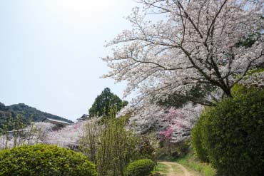 金刀比羅宮の絶景 Zekkei Japan