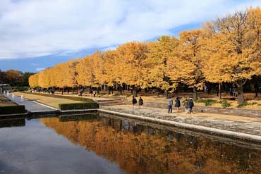 昭和紀念公園的景點資訊 絕景日本