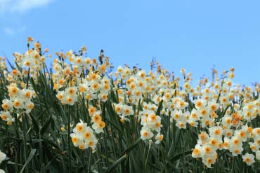 野母崎水仙之里公園的景點資訊 絕景日本