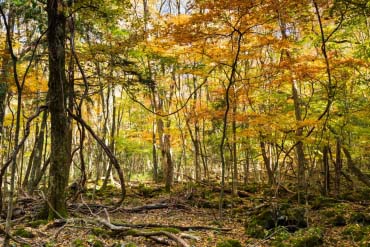 青木原树海(富士山)