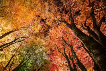 富士河口湖紅葉まつり