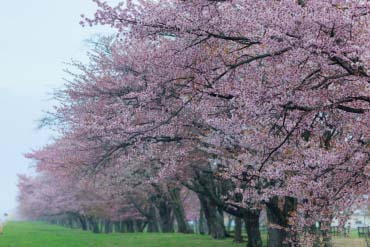 二十間道路桜並木
