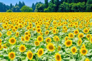 津南町のひまわり