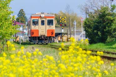 いすみ鉄道 菜の花列車の絶景 Zekkei Japan