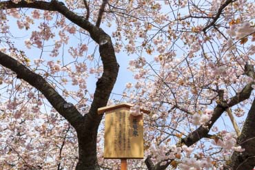 造幣局 桜の通り抜け