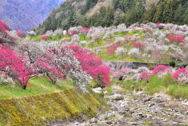 花桃の里