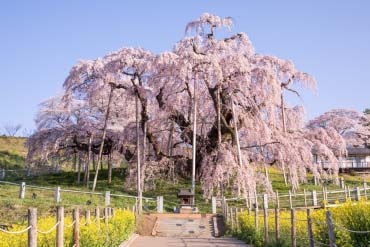 なんと‼️今だけ特別価格【期間限定商品　貴重品】日本三代桜 三春滝桜 福島県 2025最新】福島県三春町「三春滝桜」の読み方と今年の見ごろや
