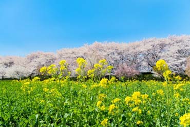 権現堂桜堤