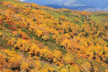 旭川・富良野・美瑛・層雲峡の絶景スポット｜ZEKKEI Japan (1/3)